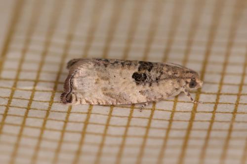 Réf. 343 450 : Gypsonoma sp.